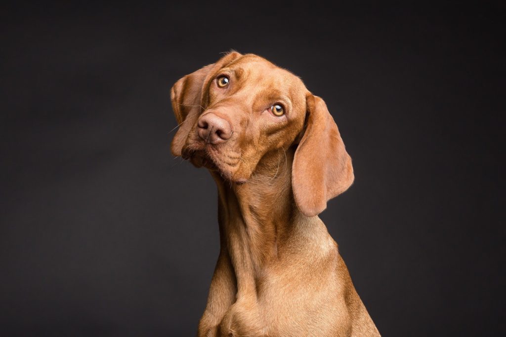 Tierfotoshooting ein Hund schaut skeptisch in die Kamera