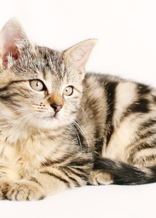Katze Tier Fotoshooting mit junger Katze auf weißem Hintergrund