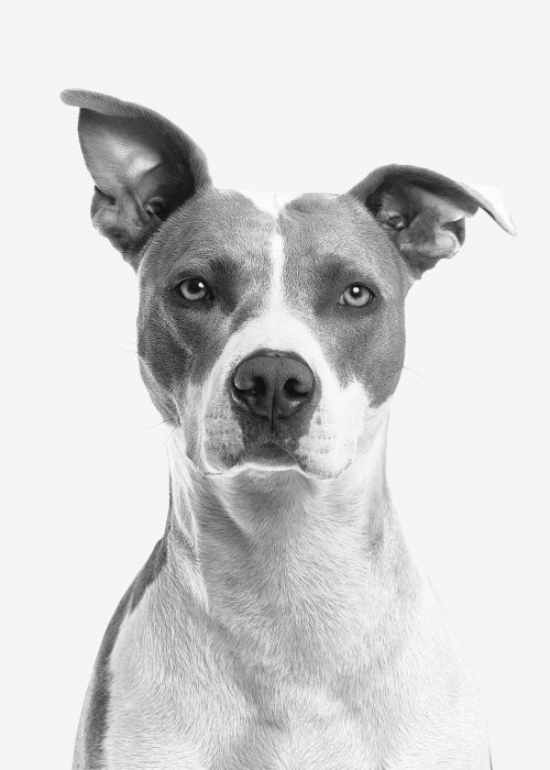 TIershooting Tierfoto eines Hundes, der aufmerksam in die Kamera blickt
