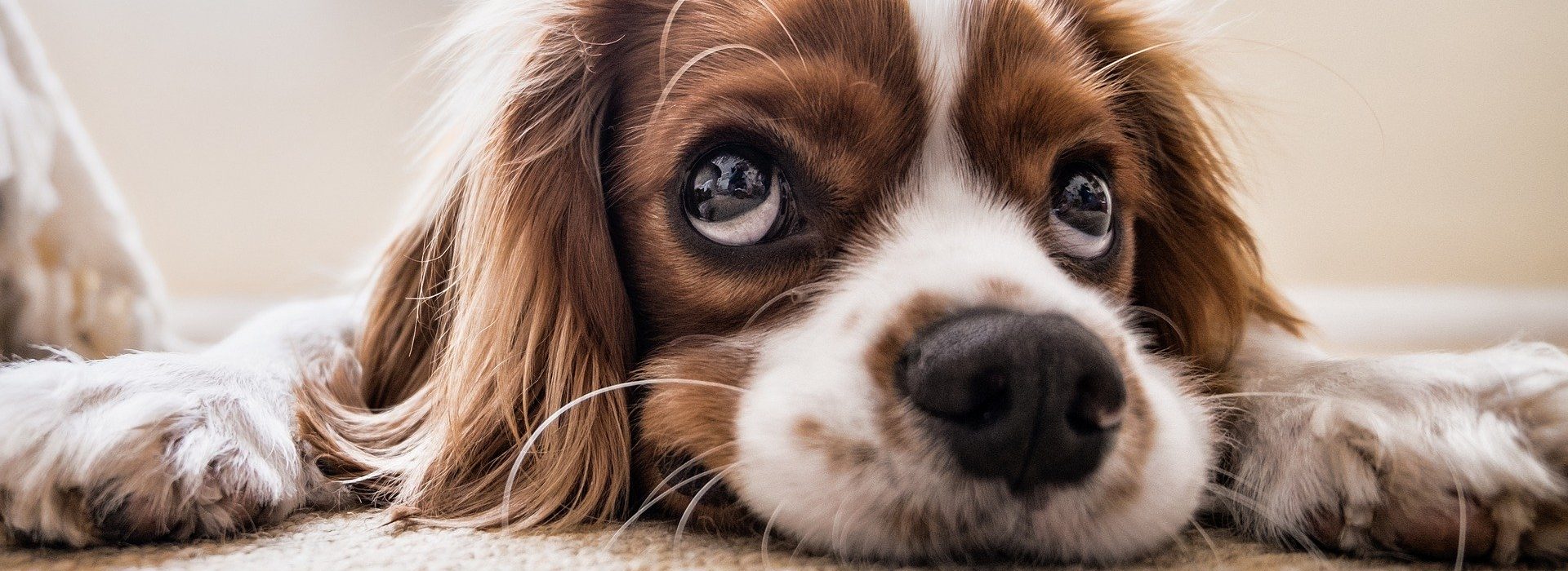 Tierfotograf Ein Tierfoto eines Hundes, der in die Kamera blickt