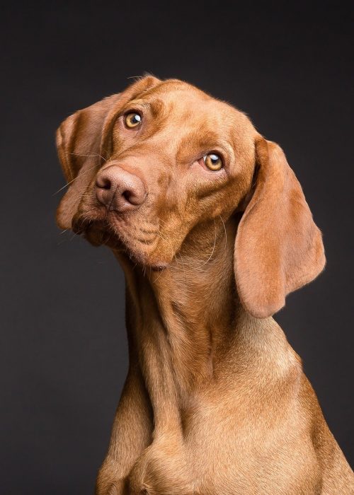 Tiershooting-Ruhrgebiet Tierfotoshooting ein Hund schaut skeptisch in die Kamera